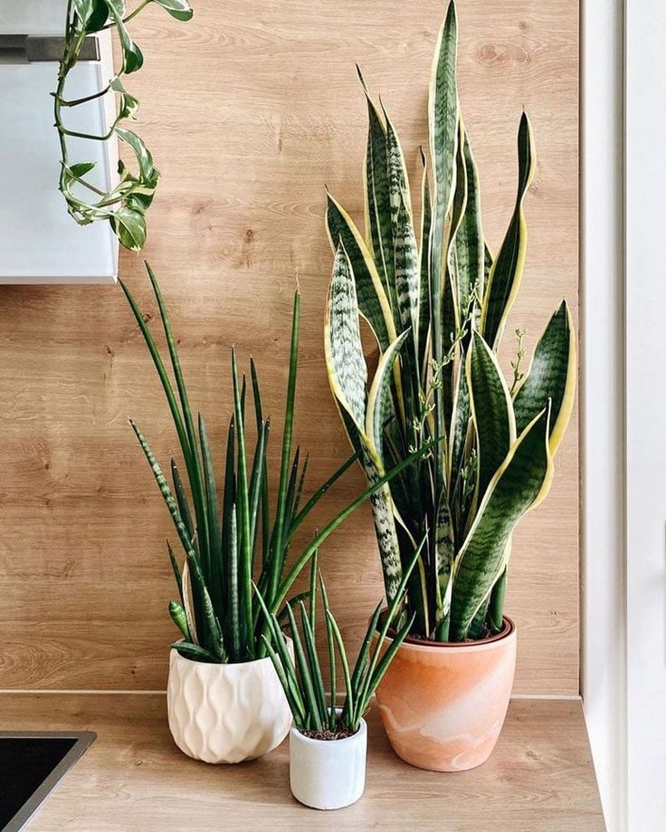 sansevieria pinterest