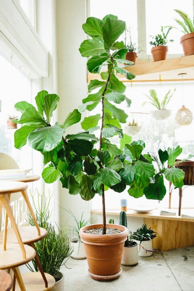 ficus lyrata pinterest
