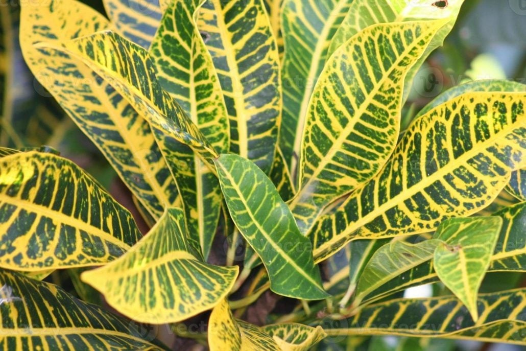 Plantas