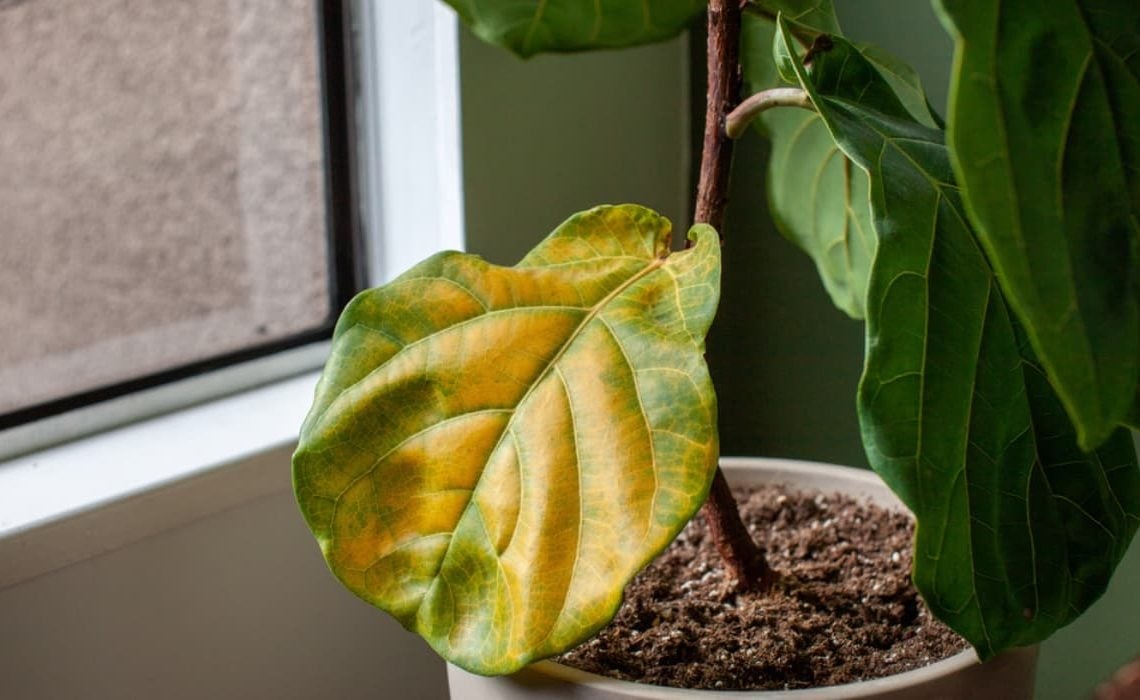 plantas2
