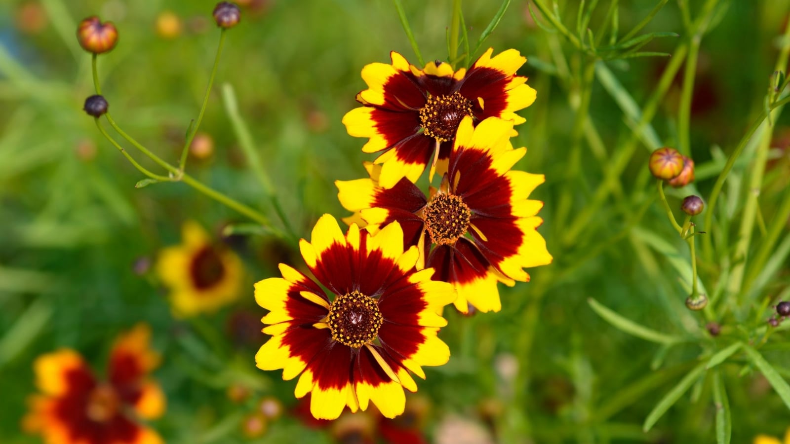 coreopsis-tinctoria-shutterstock_2215844111-2000x1125