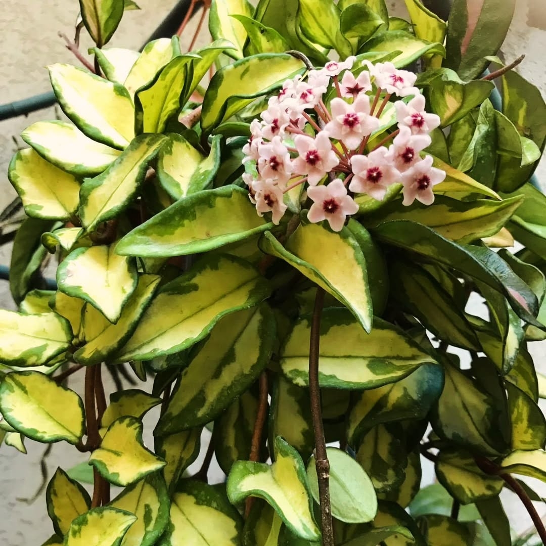 La Hoya carnosa, también conocida como Flor de Porcelana o Hiedra de Cera, es una planta trepa