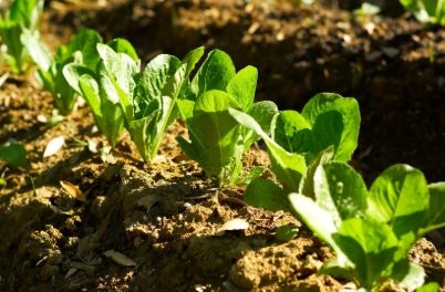 lechuga99