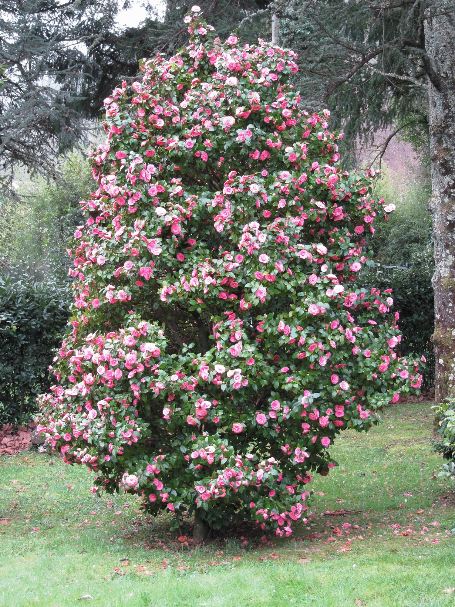 Camellia_japonica_2