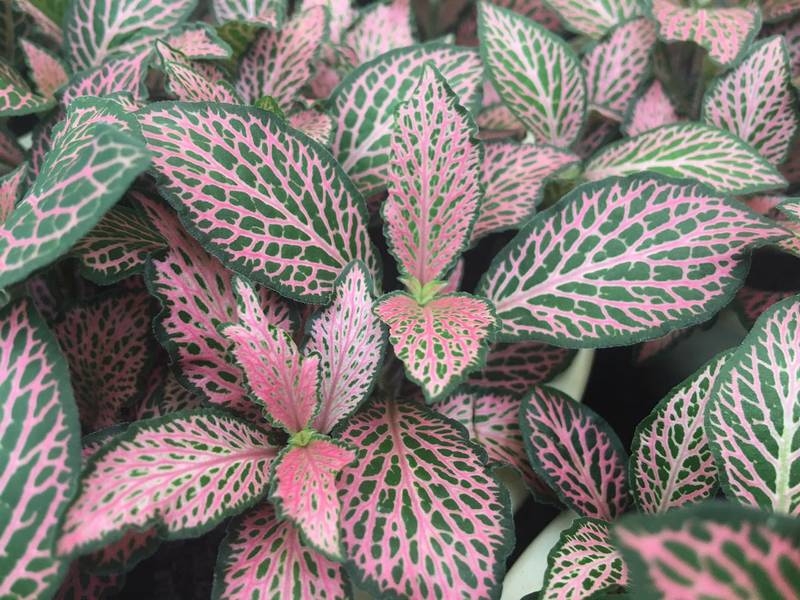 fitonia-albivenis-a fuente minhas plantas