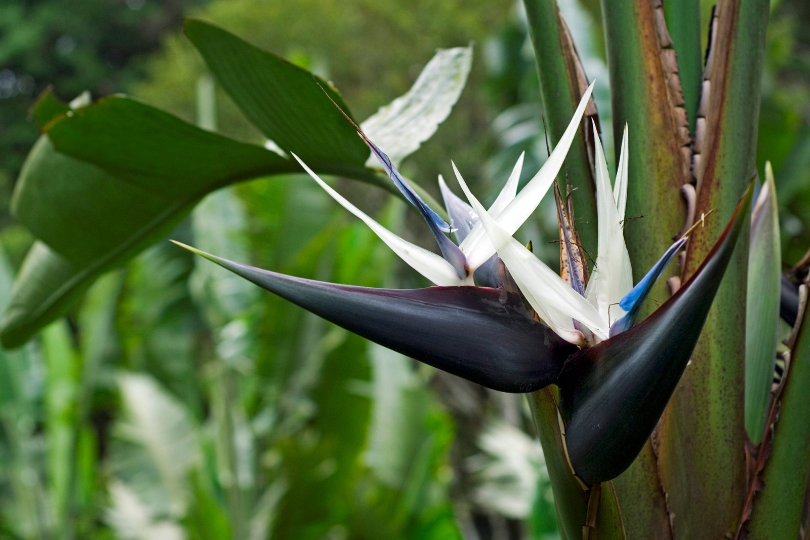 2048x1365Strelitzia-nicolaiSEOGettyImages-601044190-52c8259