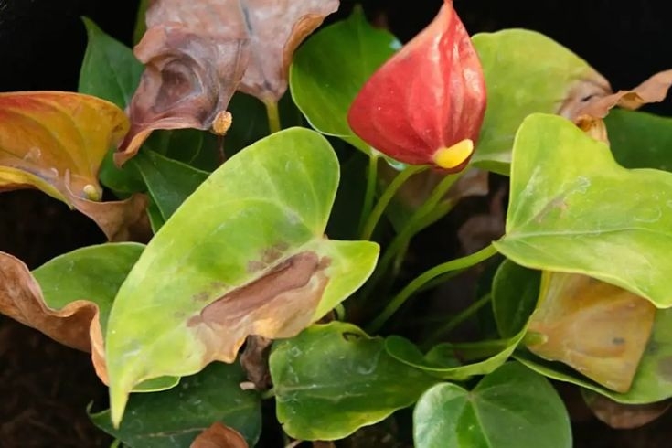 Anturio 2