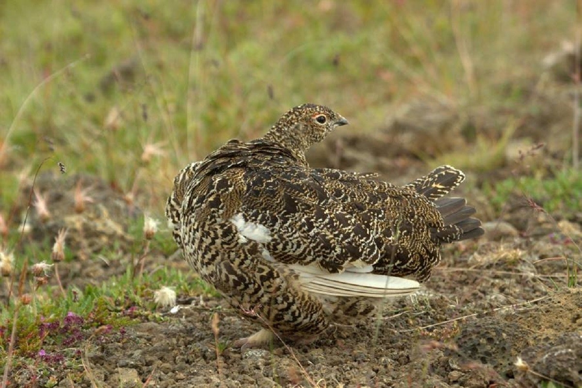 perdiu-blanca-perdiz-nival-rock-ptarmigan-lagopus-muta-islandia-91425-xl