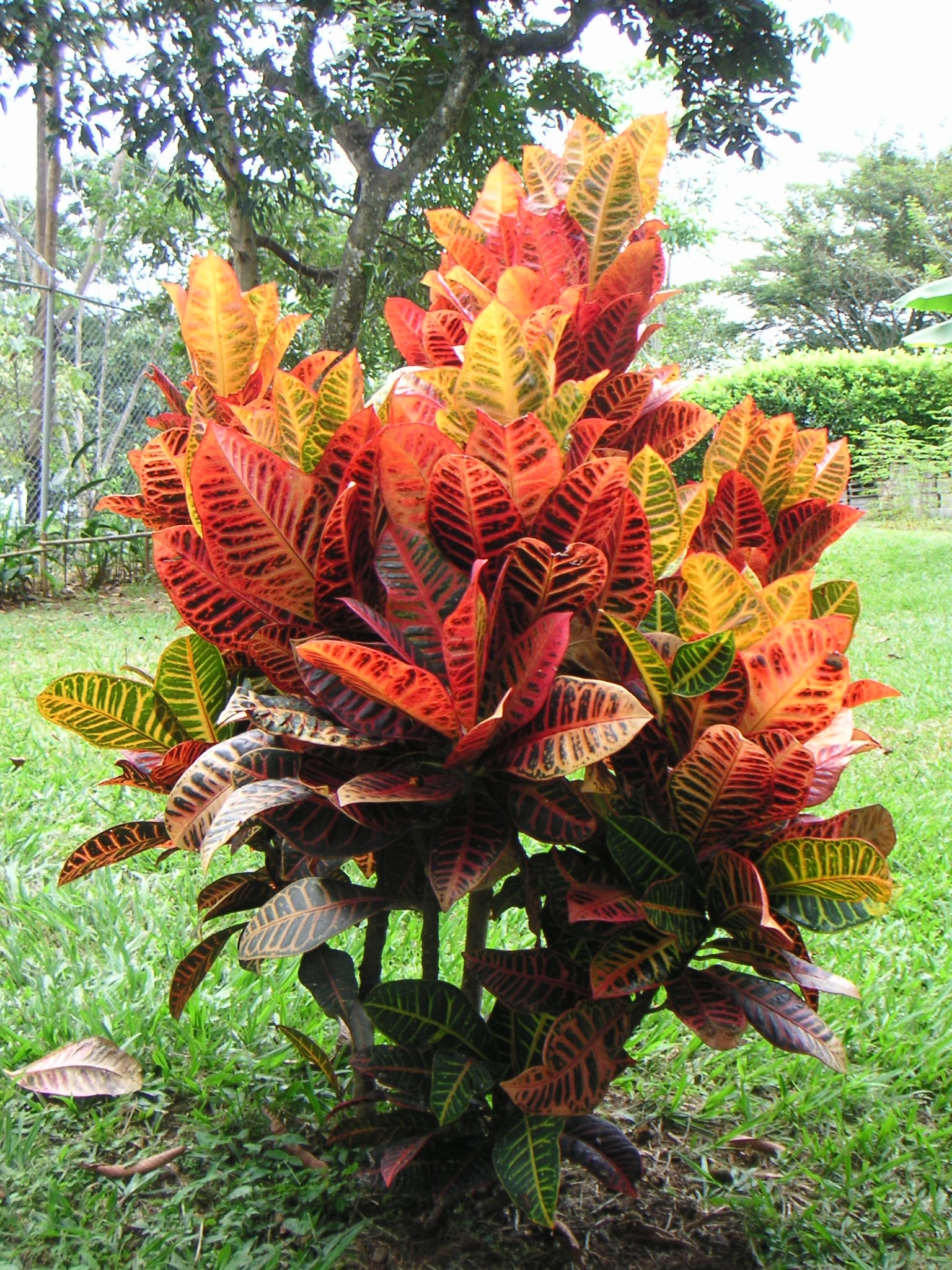 Planta 1