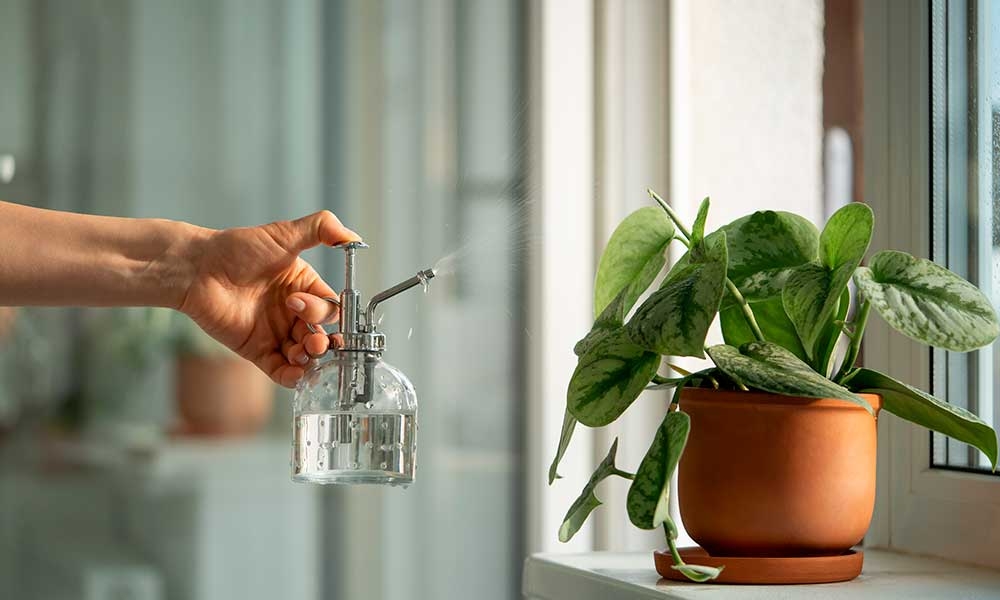 Plantas