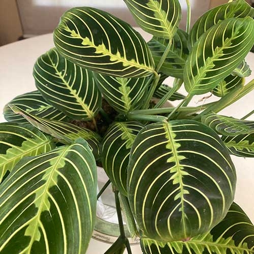 Prayer-Plant-Maranta-leuconeura-1
