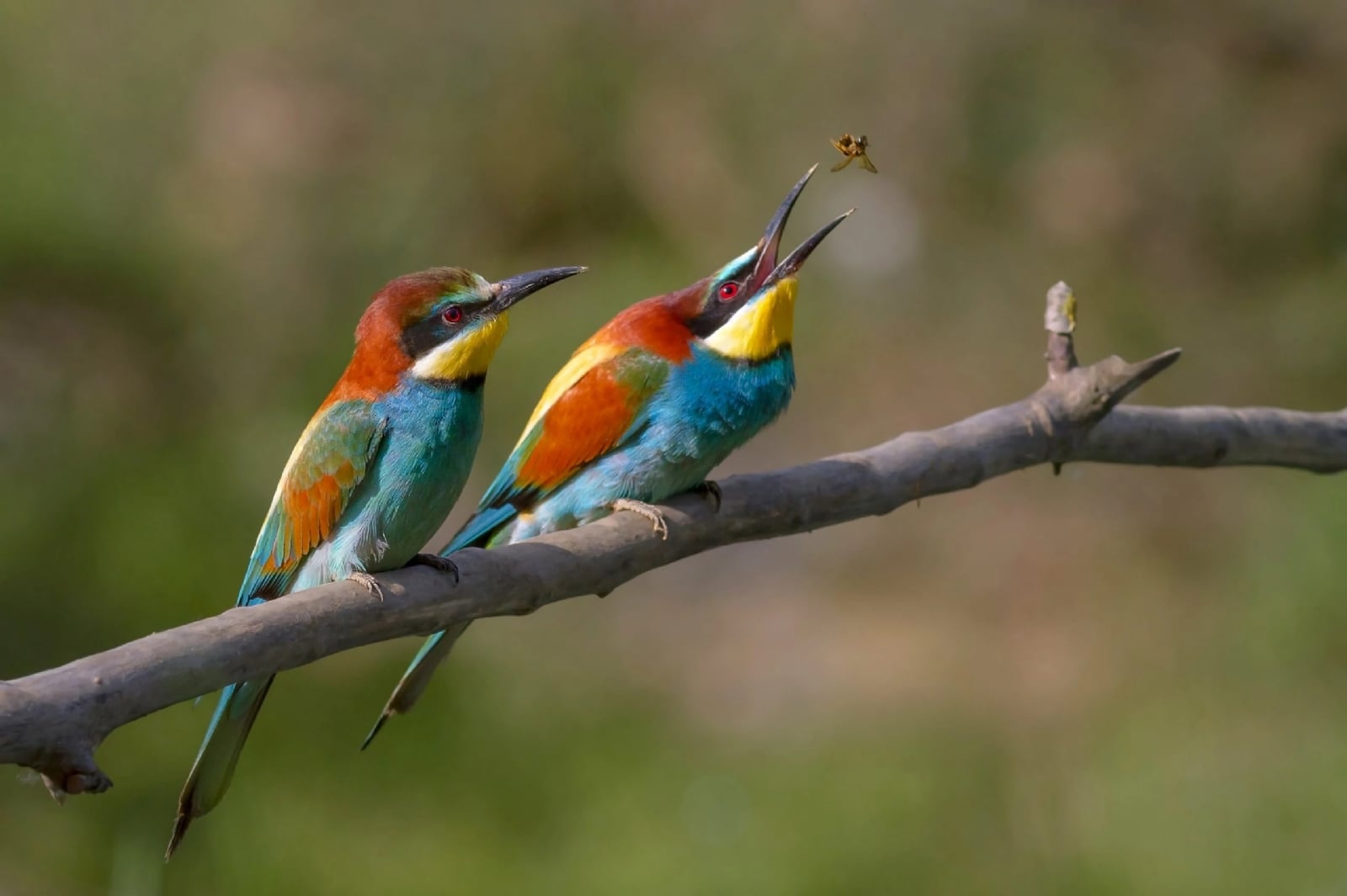 Merops-apiaster-scaled