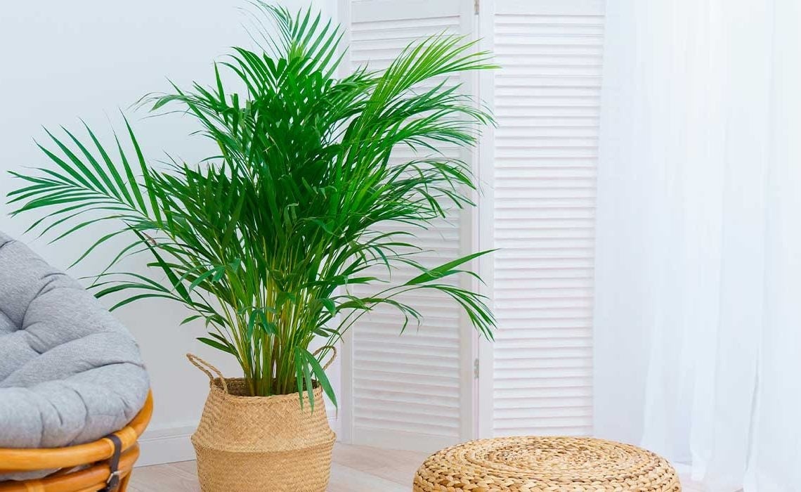 cuidados-de-la-areca-1140x700