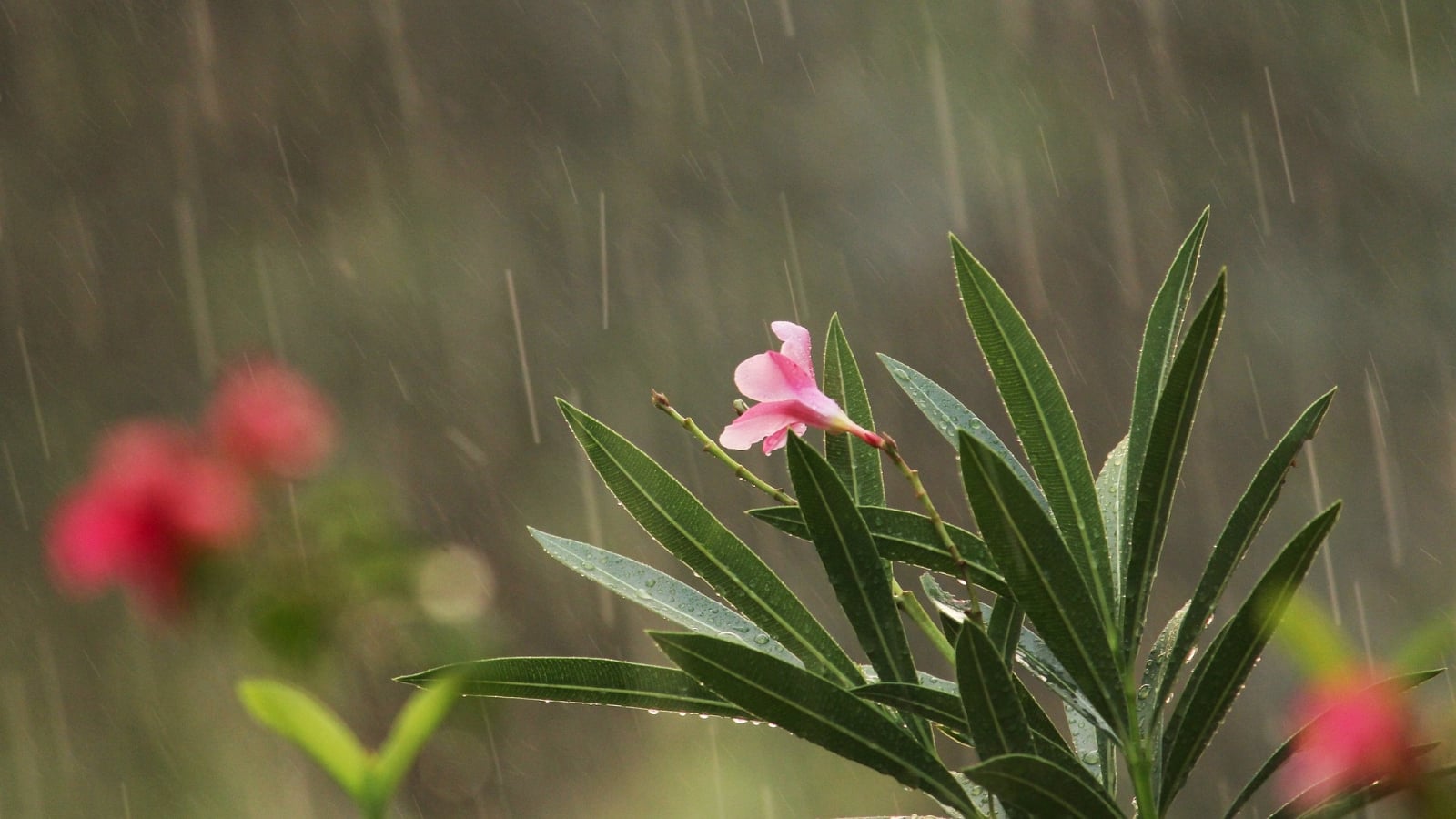 Plantas