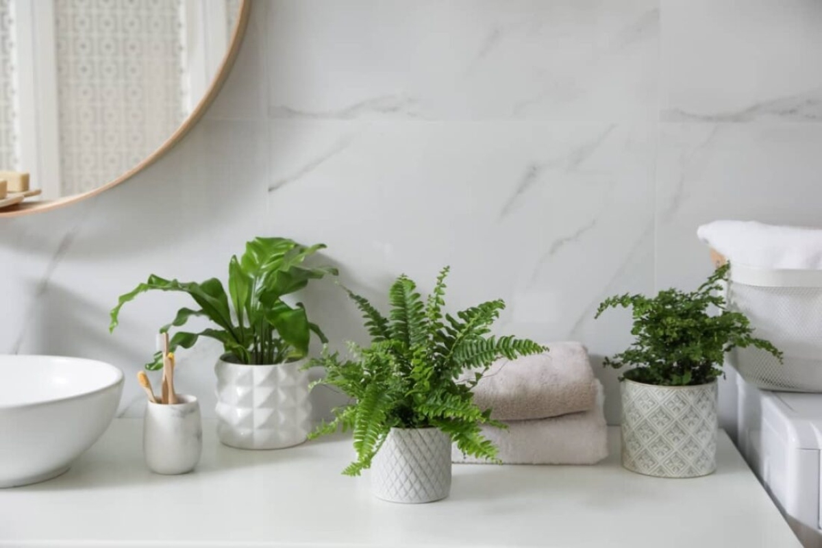 plantas-en-el-bano-1100x733 (1)