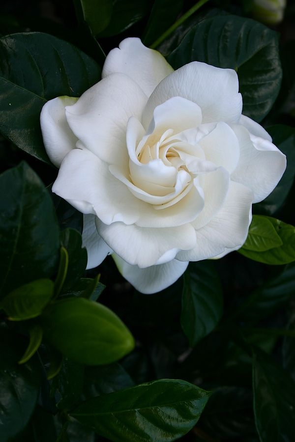 gardenia pinterest