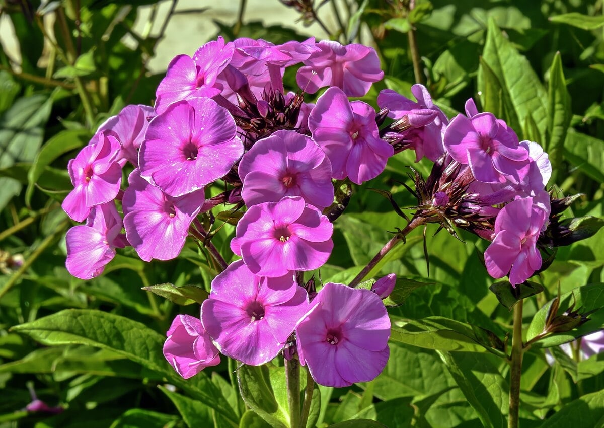 (MHNT)_Phlox_paniculata_famous_light_purple_-_Les_Martels,_Giroussens_Tarn