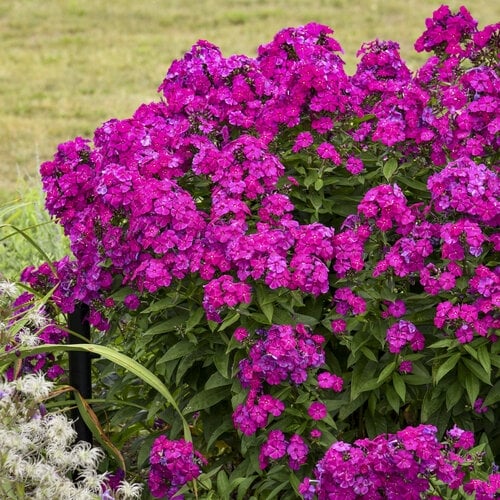 65df73f04f8ebb6a20a9a208_phlox_ultraviolet_apj21_1