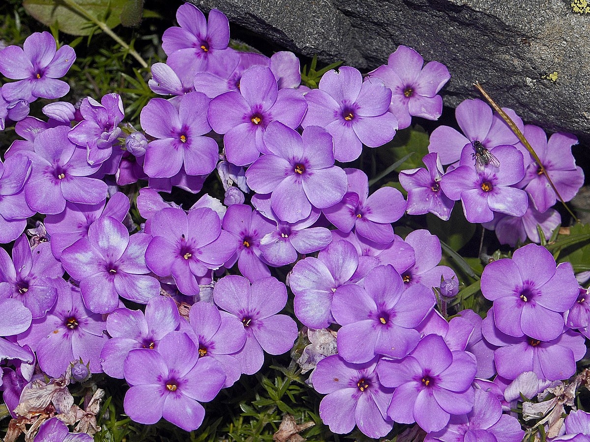 Polemoniaceae_-_Phlox_douglasii