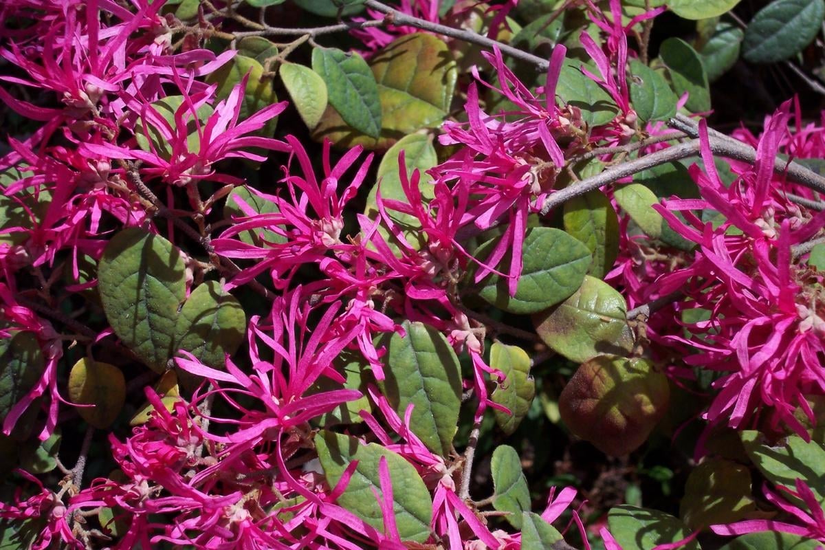 loropetalum_chinense_cuidados_887_orig