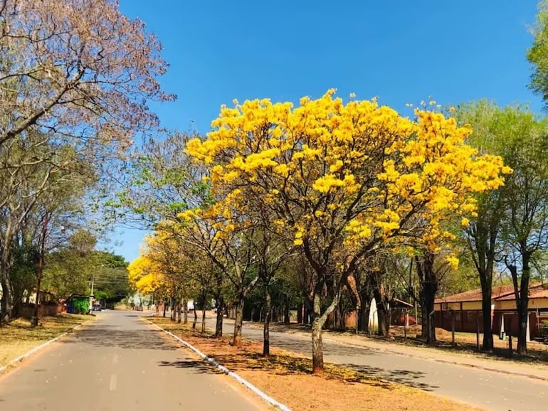 Árbol 1