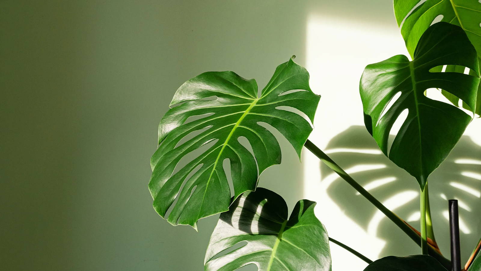monstera