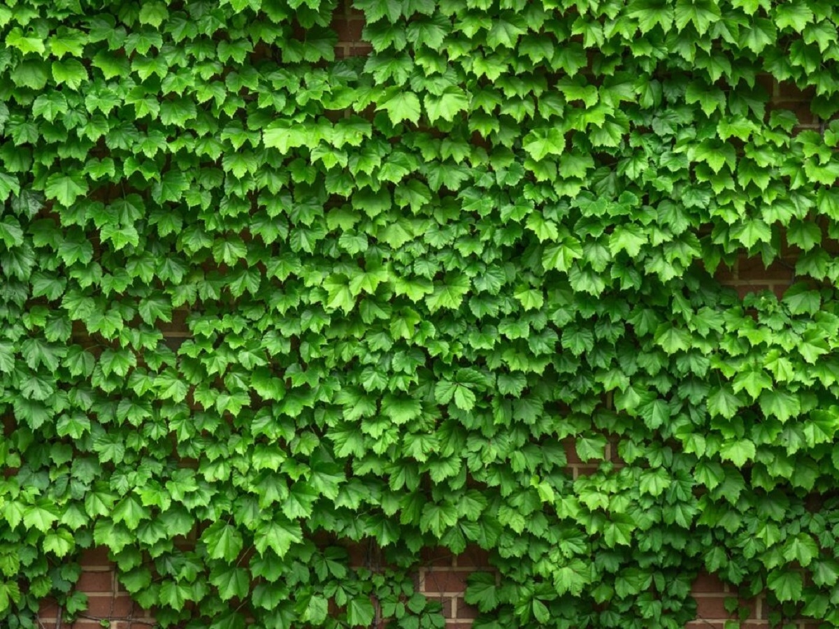 Plantas