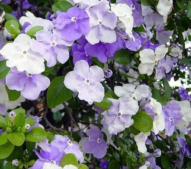 plantas1