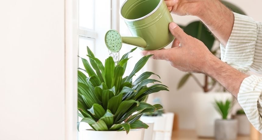 Regar-plantas
