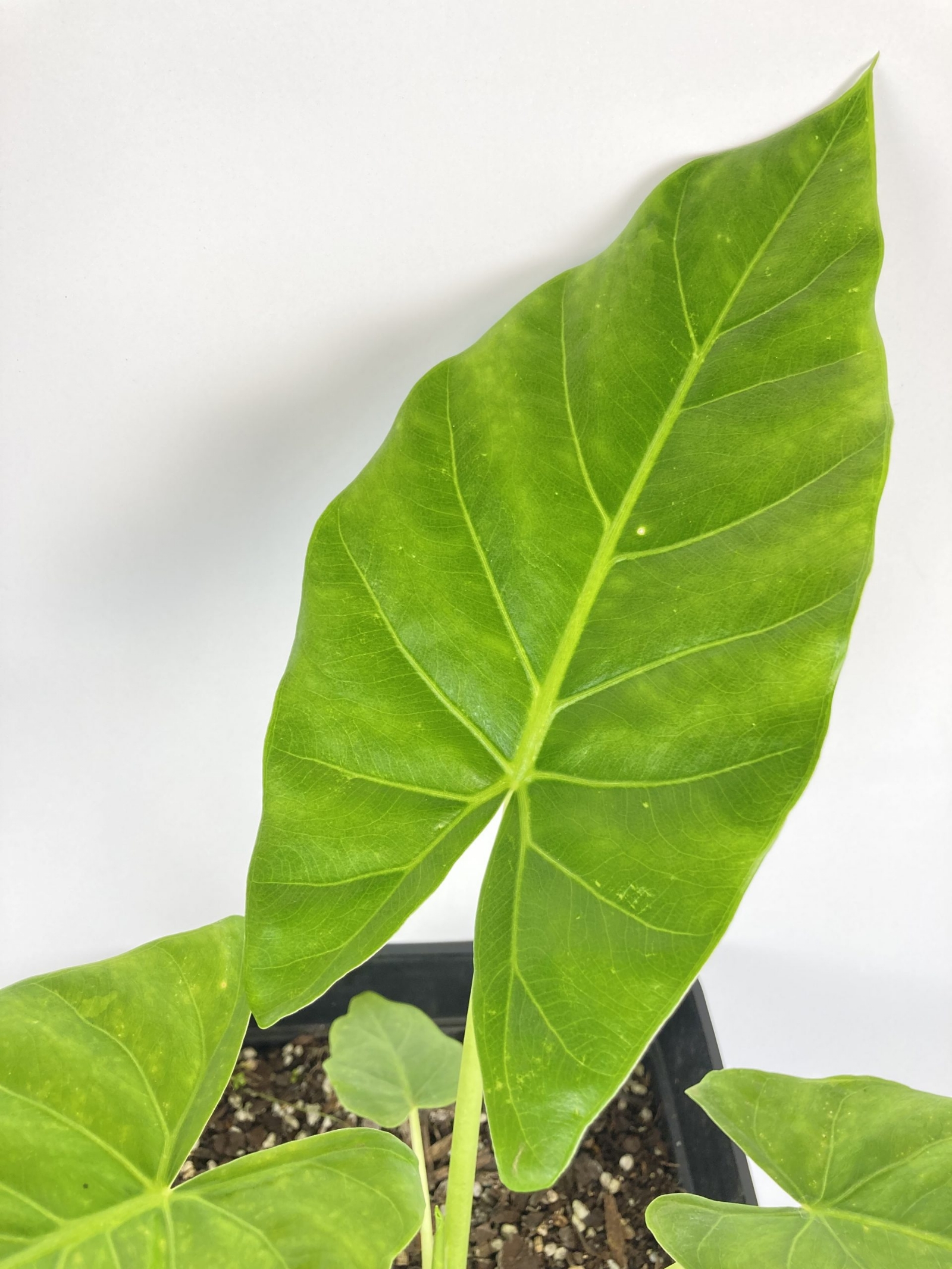 plantas1