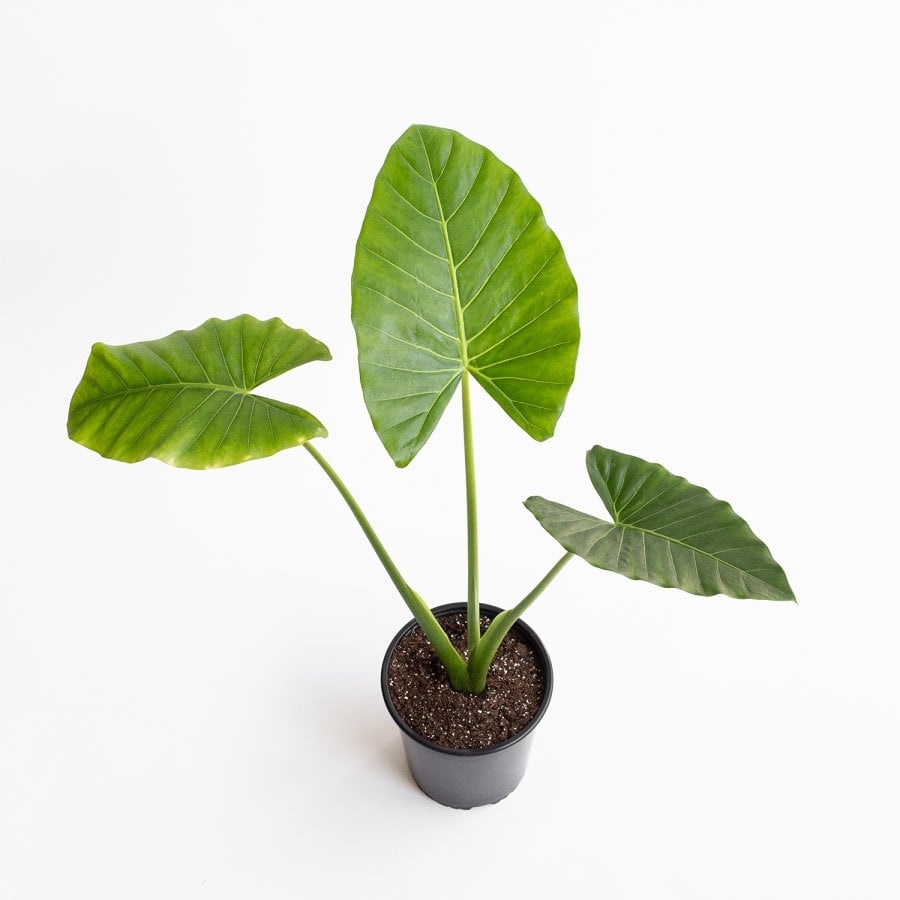 plantas2
