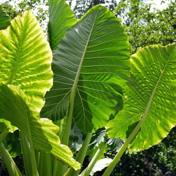 plantas3