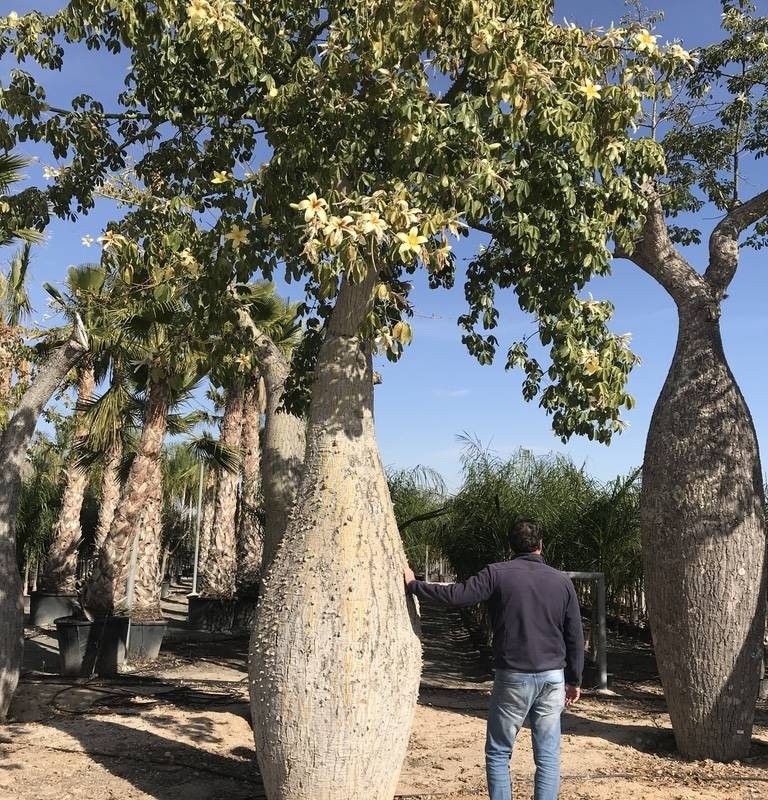árbol 2