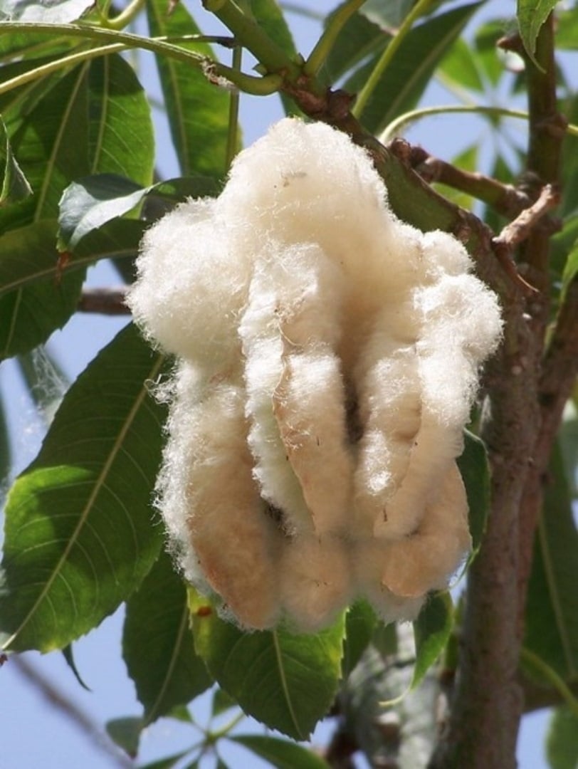 árbol 3
