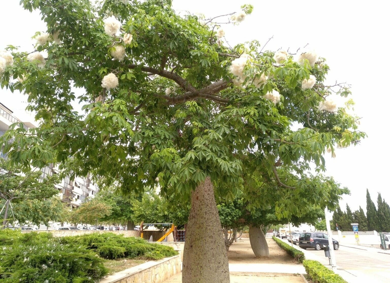 árbol 4