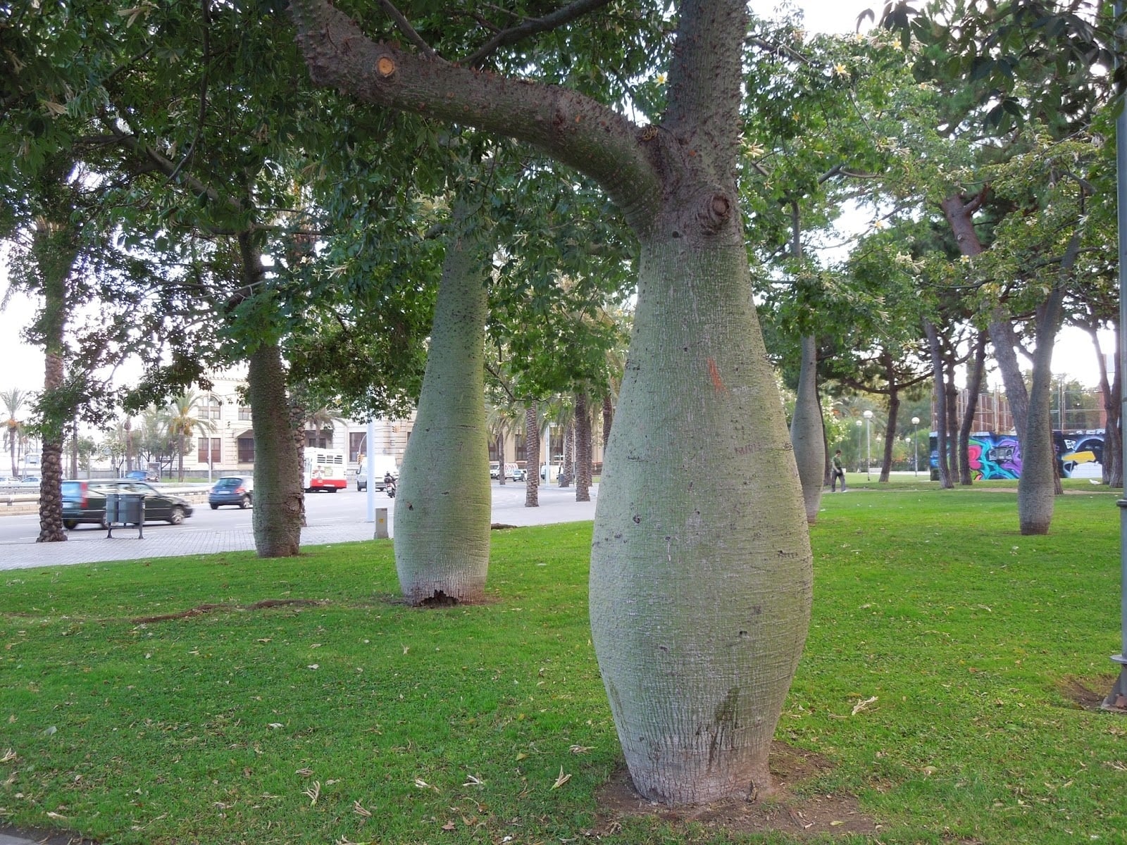 árbol