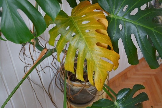 plantas1