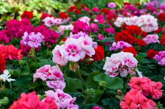 plantas1