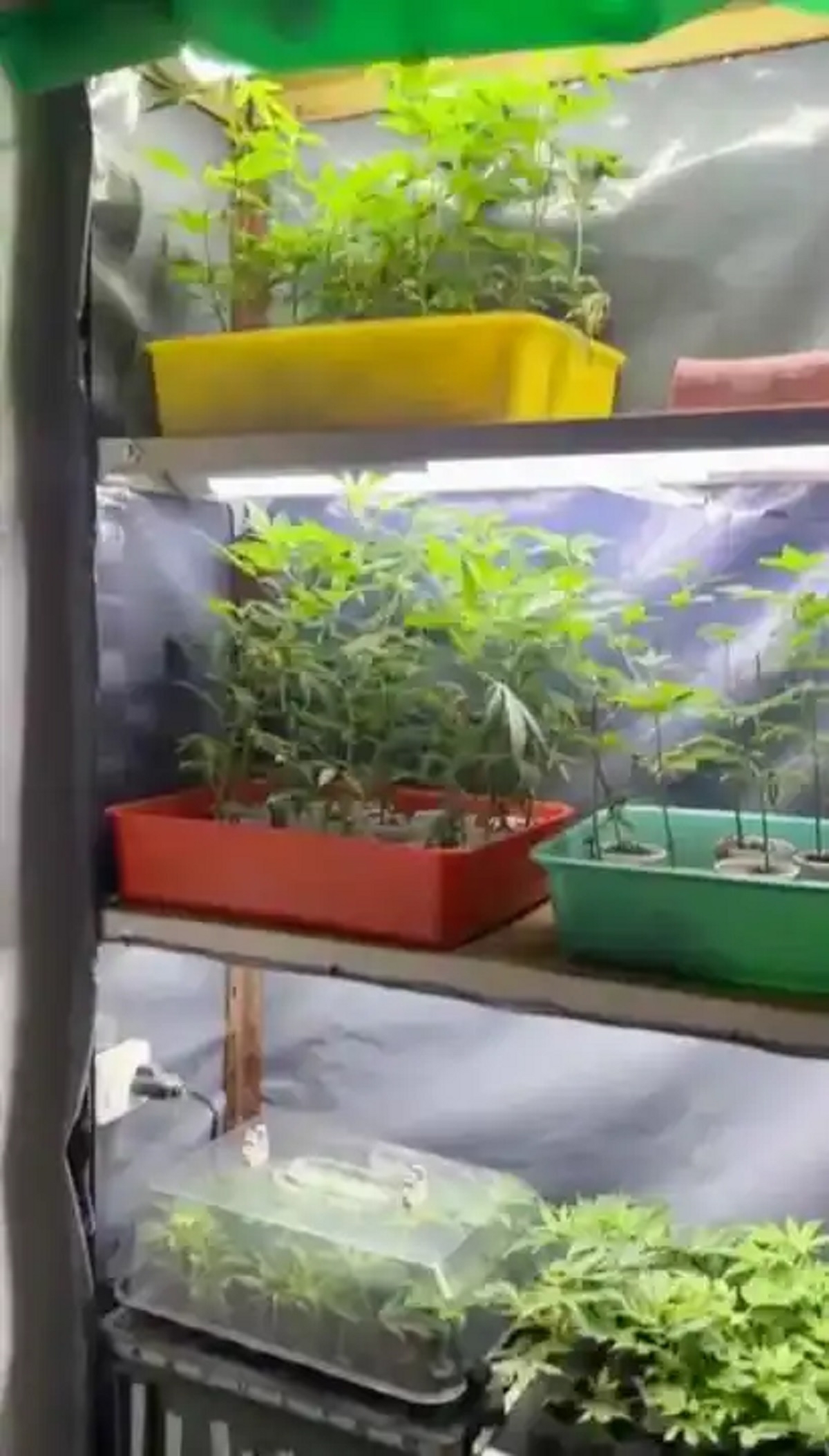 invernadero marihuana indoor