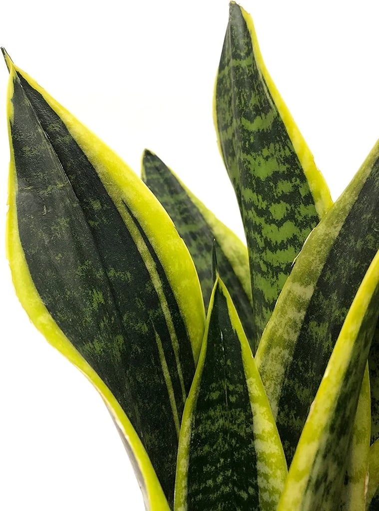 Sansevieria 1