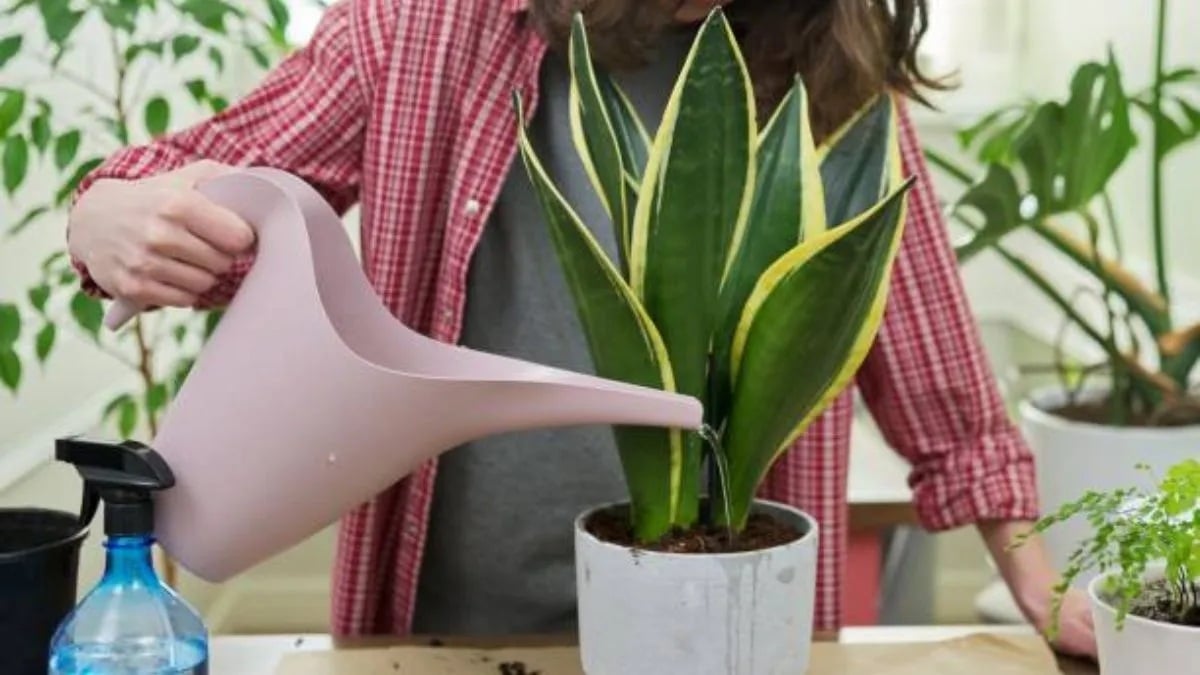 Sansevieria 3