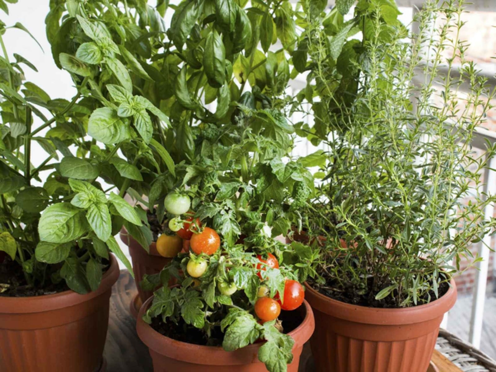 Tomates