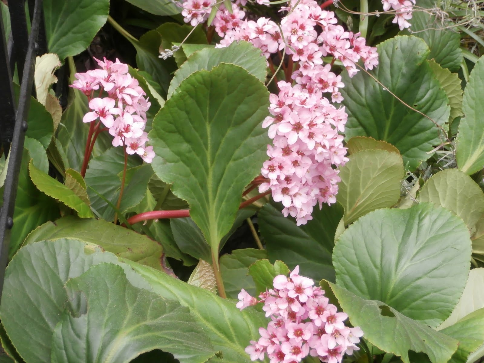 12 Bergenia