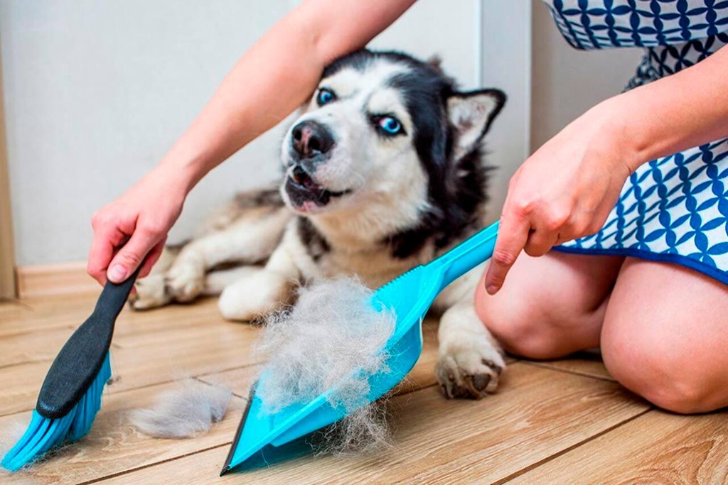 pelos de mascota 1