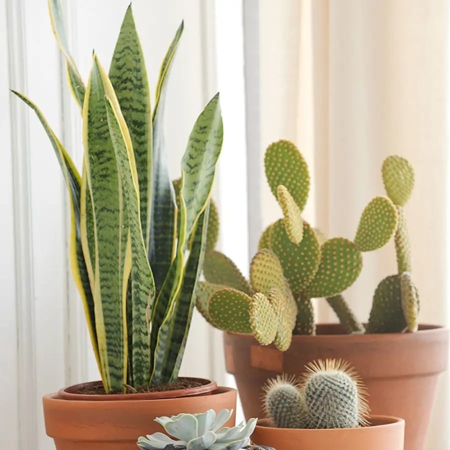 plantas-de-interior-00474333-o_00000000_43d703b7_250226160452_900x900