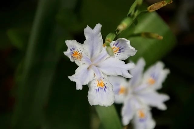 Iris_japonica