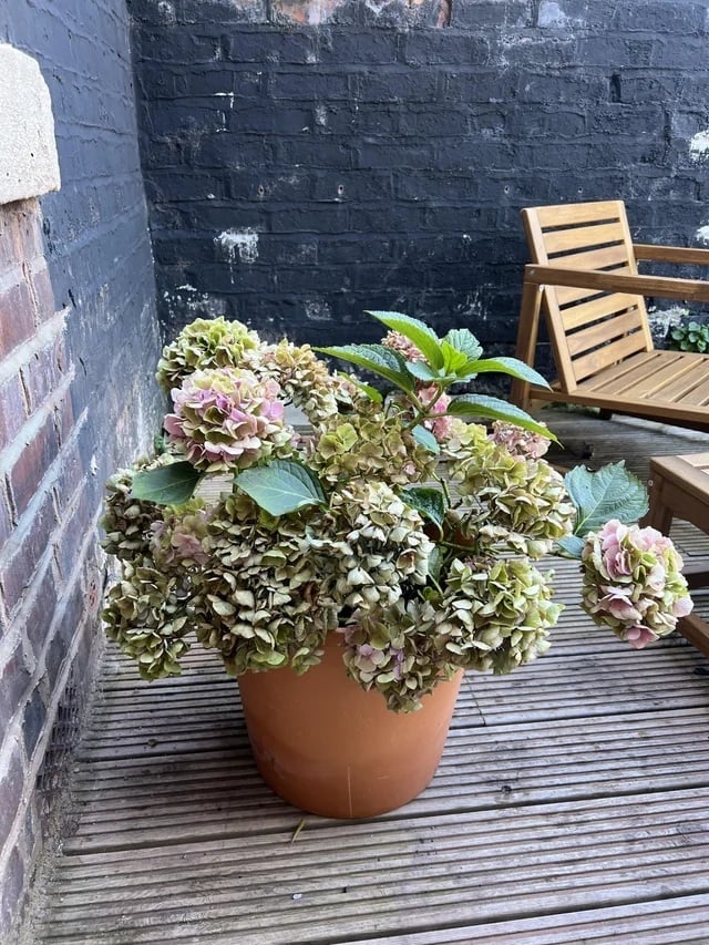 Hortensias 1