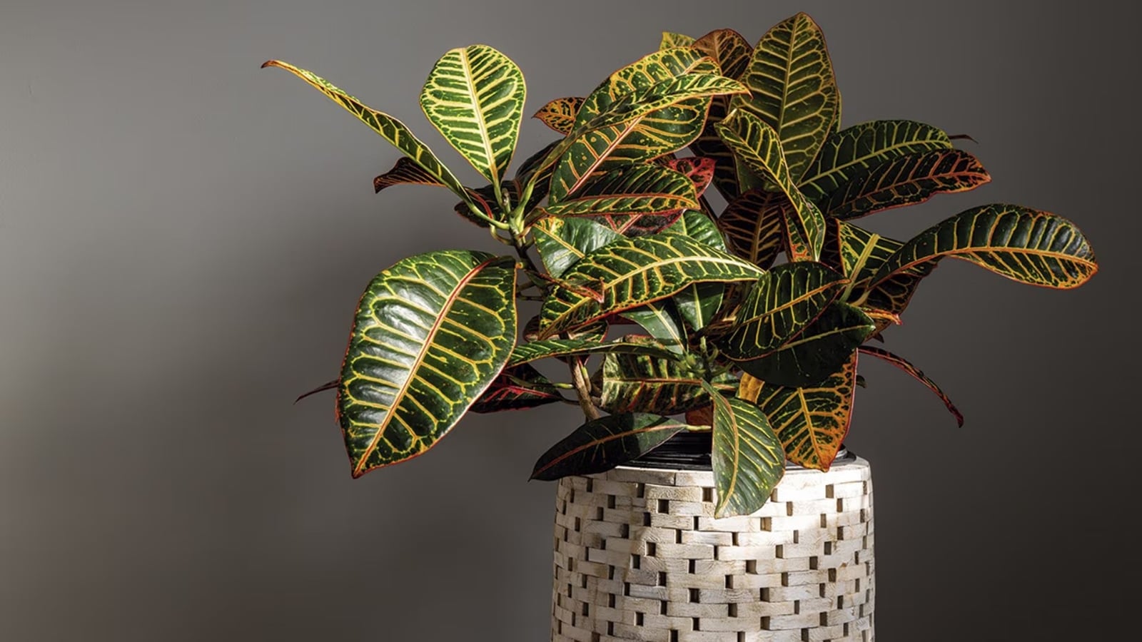 Planta