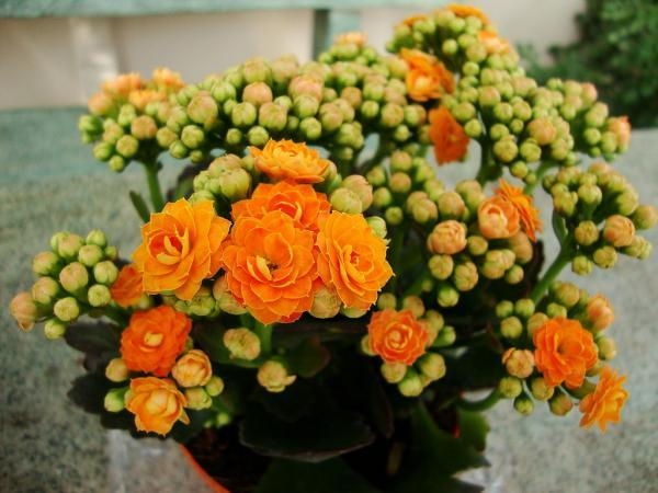 plantas3 ecología verde