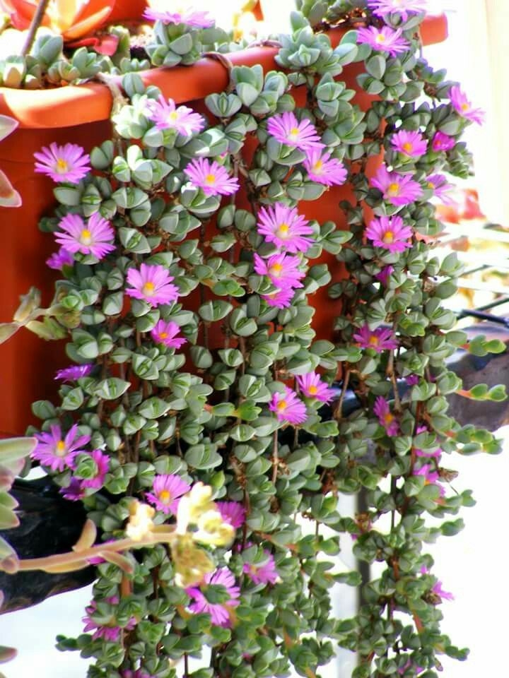 plantas 1 pinterest